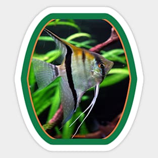 fish, cute fish, fish colorful, fish coral, beatiful fish Sticker